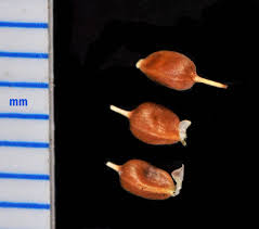 Attēlu rezultāti vaicājumam “Carex limosa fruit”