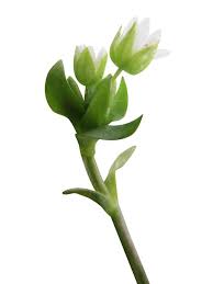 Attēlu rezultāti vaicājumam “Stellaria media bud”