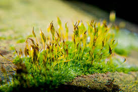 Attēlu rezultāti vaicājumam “Mnium hornum sporophyte”