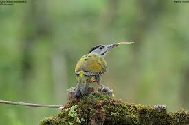 Attēlu rezultāti vaicājumam “Picus canus female”