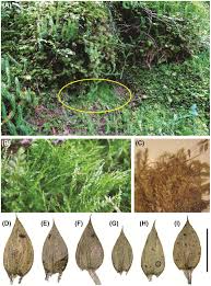 Attēlu rezultāti vaicājumam “Plagiothecium sp.”