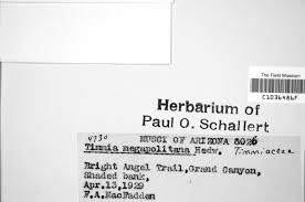 Attēlu rezultāti vaicājumam “Timmia megapolitana”