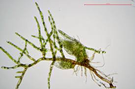 Attēlu rezultāti vaicājumam “Dicranella heteromalla”