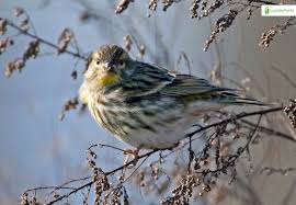 Image result for Serinus serinus