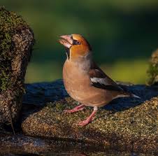 Attēlu rezultāti vaicājumam “Coccothraustes coccothraustes”