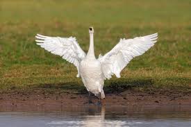 Attēlu rezultāti vaicājumam “Cygnus columbianus adult”
