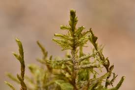 Attēlu rezultāti vaicājumam “Neckera complanata sporophyte”