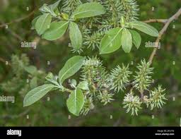 Attēlu rezultāti vaicājumam “Salix myrsinifolia leaf”