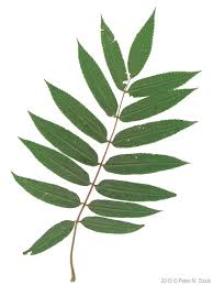 Attēlu rezultāti vaicājumam “Sorbus aucuparia leaf”