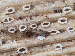 Attēlu rezultāti vaicājumam “Stictis”