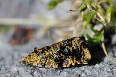 Attēlu rezultāti vaicājumam “Celypha siderana”