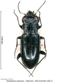 Attēlu rezultāti vaicājumam “Notiophilus germinyi”