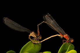 Attēlu rezultāti vaicājumam “Jalla dumosa imago”