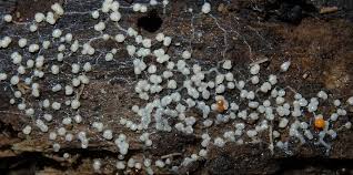 Attēlu rezultāti vaicājumam “Physarum conglomeratum spores”