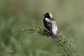 Image result for Dolichonyx oryzivorus