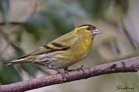 Attēlu rezultāti vaicājumam “Carduelis spinus”