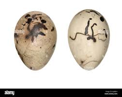 Attēlu rezultāti vaicājumam “Emberiza schoeniclus eggs”