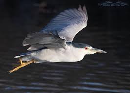 Attēlu rezultāti vaicājumam “Nycticorax nycticorax adult”