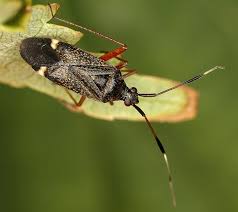 Attēlu rezultāti vaicājumam “Closterotomus biclavatus”