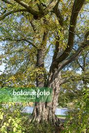 Attēlu rezultāti vaicājumam “Ulmus laevis”