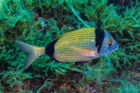 Image result for Diplodus vulgaris