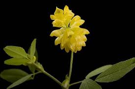 Attēlu rezultāti vaicājumam “Medicago lupulina flower”