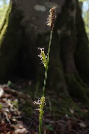 Attēlu rezultāti vaicājumam “Carex pilosa leaf”
