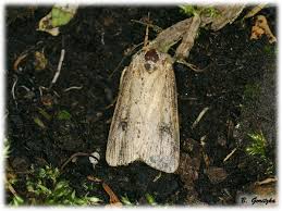 Attēlu rezultāti vaicājumam “Axylia putris”