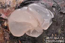 Attēlu rezultāti vaicājumam “Neobulgaria pura”