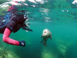 Image result for Wyndley Seals Snorkelling Club