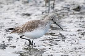 Attēlu rezultāti vaicājumam “Calidris ferruginea”