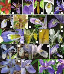 Attēlu rezultāti vaicājumam “Iris rosenbachiana flower”