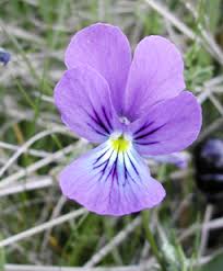 Attēlu rezultāti vaicājumam “Viola canina fruit”