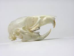 Attēlu rezultāti vaicājumam “Apodemus flavicollis”