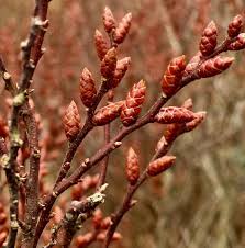 Attēlu rezultāti vaicājumam “Myrica gale bud”