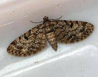 Attēlu rezultāti vaicājumam “Eupithecia tantillaria”