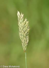 Attēlu rezultāti vaicājumam “Holcus mollis”