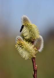 Attēlu rezultāti vaicājumam “Salix caprea male flower”