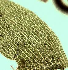 Attēlu rezultāti vaicājumam “Hygroamblystegium tenax”