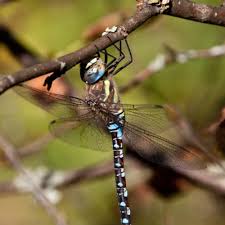 Attēlu rezultāti vaicājumam “Aeshna mixta”