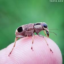 Attēlu rezultāti vaicājumam “Anthribidae”