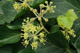 Attēlu rezultāti vaicājumam “Hedera helix  flower”