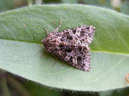 Attēlu rezultāti vaicājumam “Hadena rivularis”