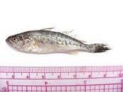 Image result for Cynoscion nebulosus