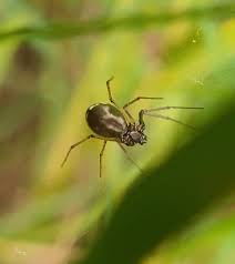 Attēlu rezultāti vaicājumam “Linyphiidae”