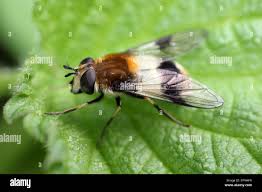 Attēlu rezultāti vaicājumam “Leucozona lucorum”