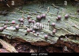Attēlu rezultāti vaicājumam “Lycogala roseosporum spores”