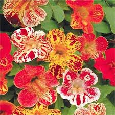 Image result for Mimulus x hybrida