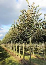 Attēlu rezultāti vaicājumam “Tilia tomentosa”