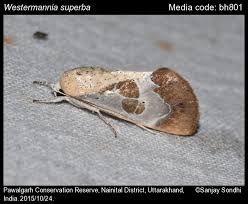 Attēlu rezultāti vaicājumam “Nolidae”